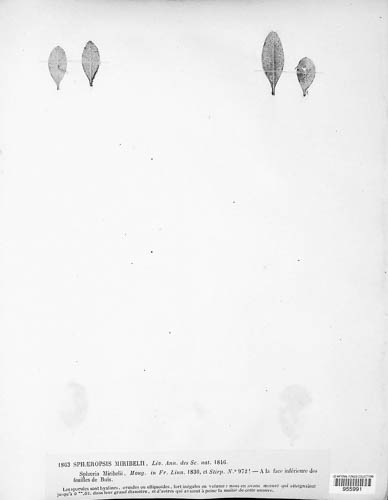 Sphaeropsis mirbelii image